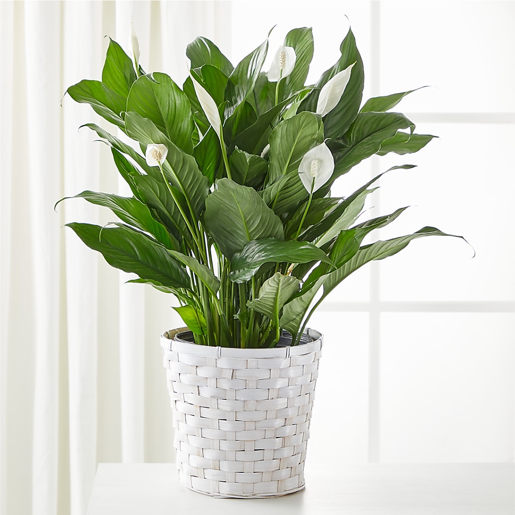 A New Leaf Peace Lily – House Of Flowers, Breckenridge TX